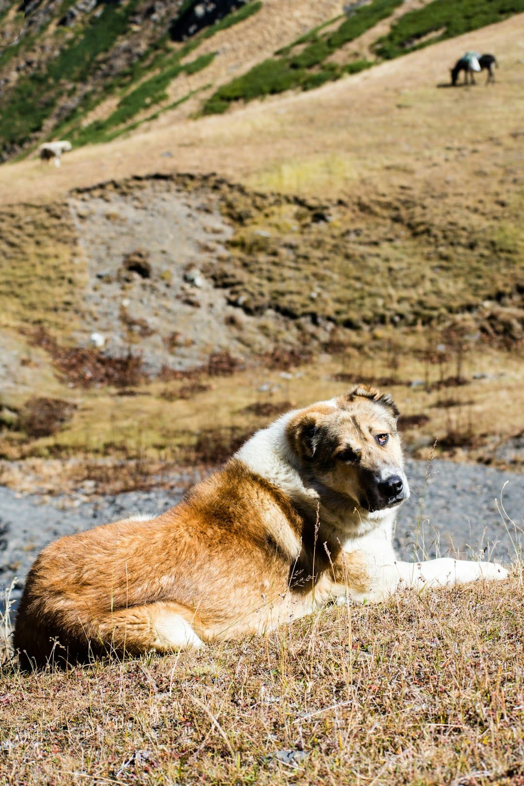 Bernese Mountain Dog