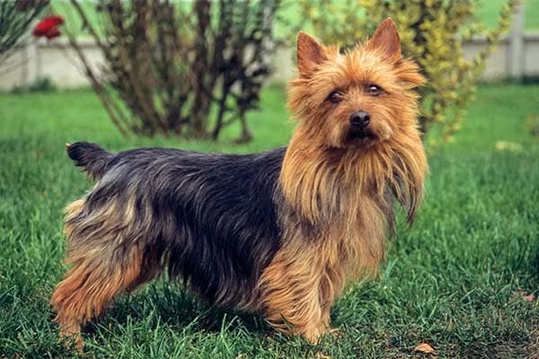 Australian Terrier