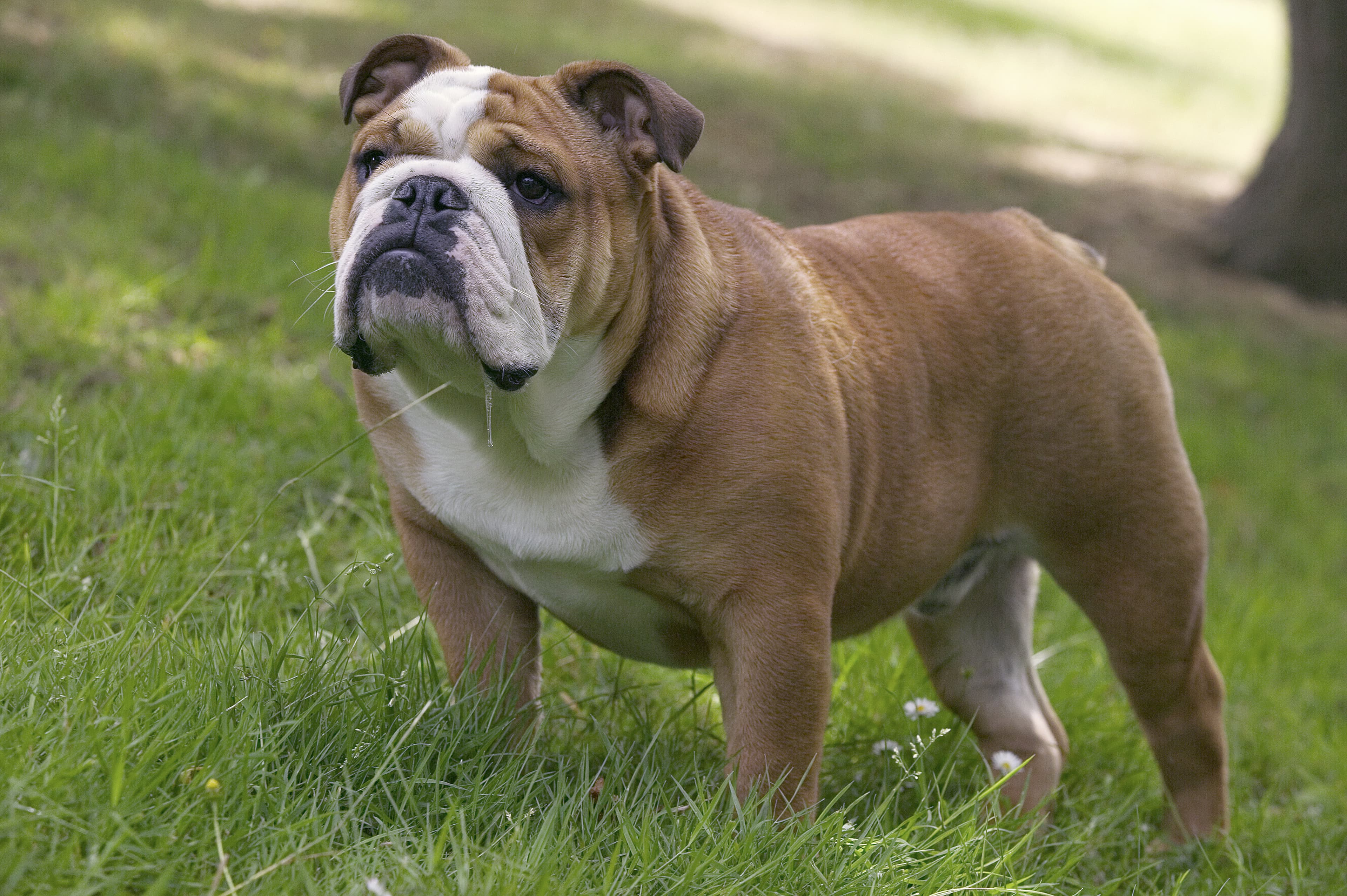 Bulldog