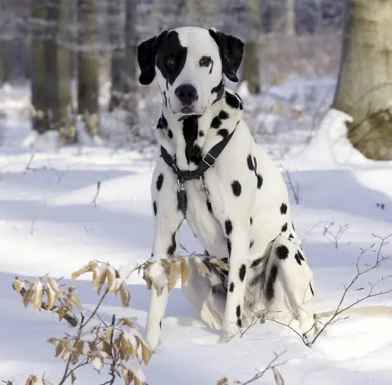 Dalmatian