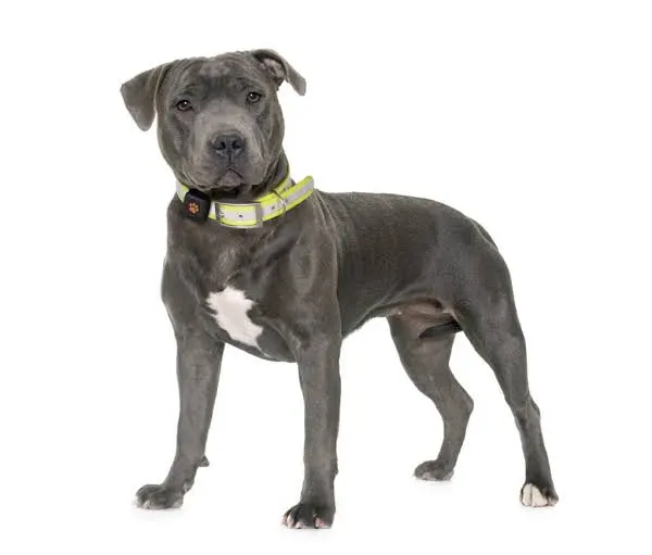 Staffordshire Bullterrier