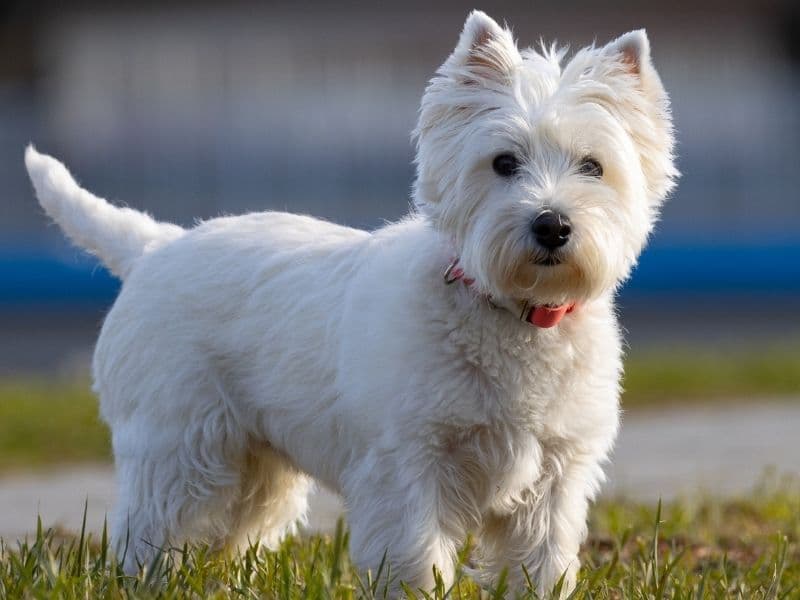 West Highland White Terrier