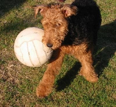 Airedale