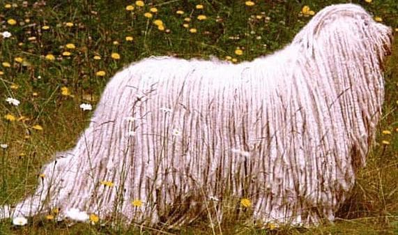 Bergamasco Shepherd