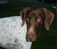 Bohemian Wire-haired Pointing Griffon