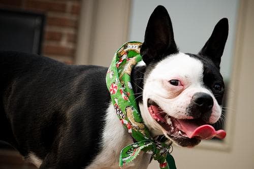 Boston Bulldog