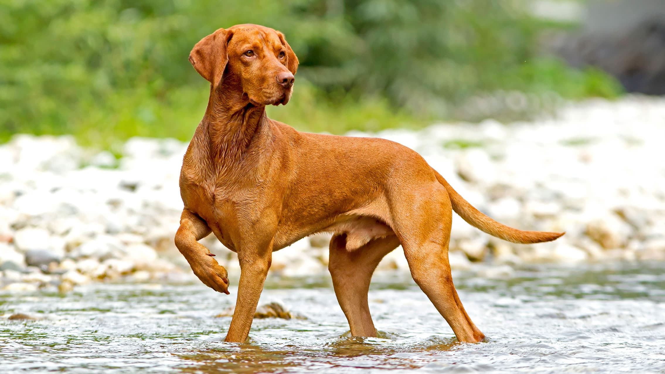 Coarse-haired Vizsla