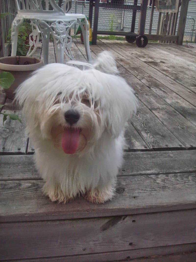 Cotondetulear