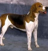 Croatian Hound