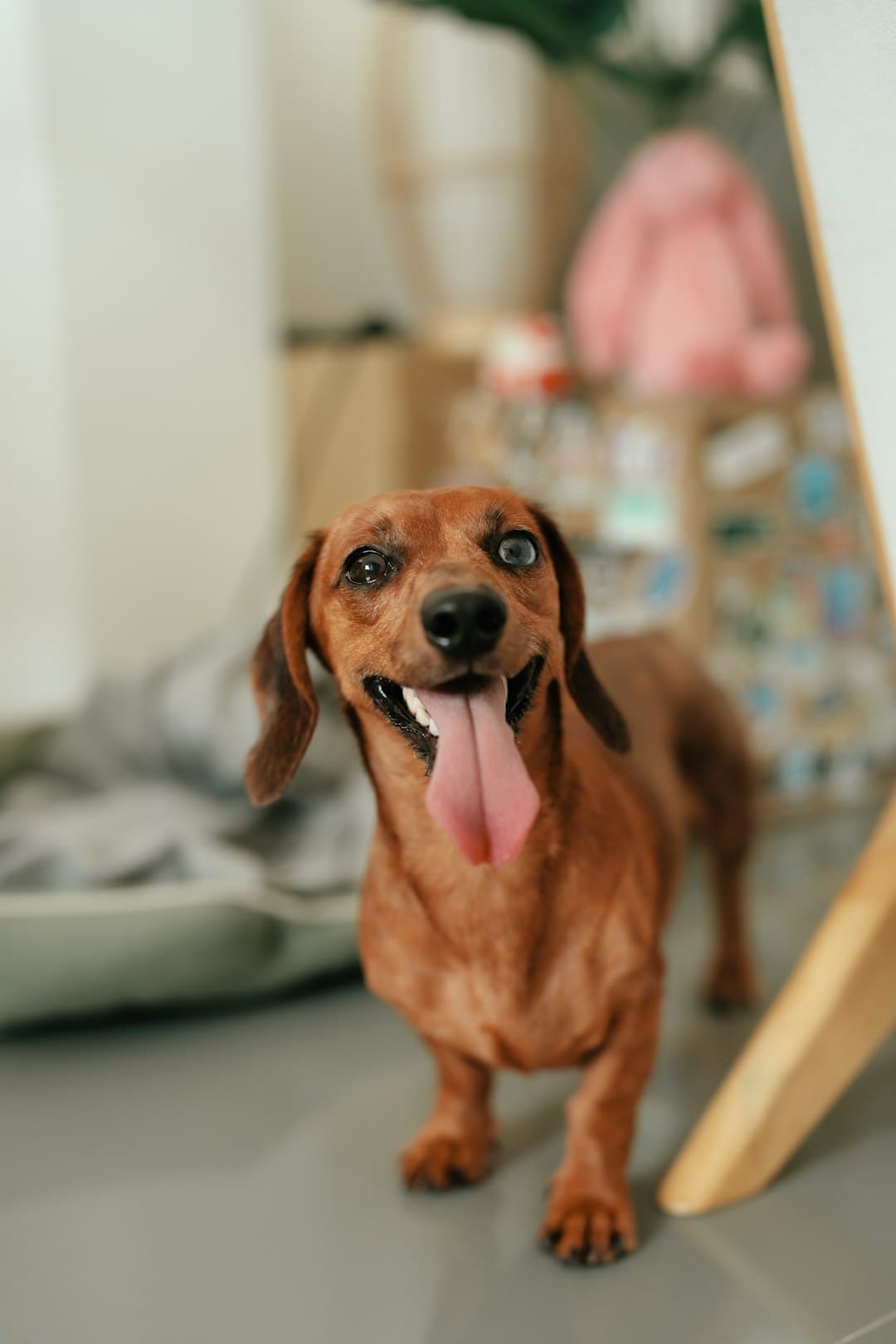 Dachshund