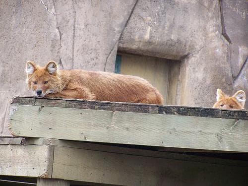 Dhole