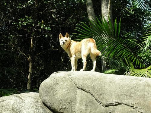 Dingo