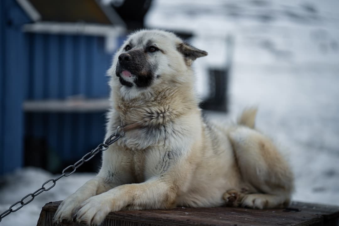 Greenland Dog
