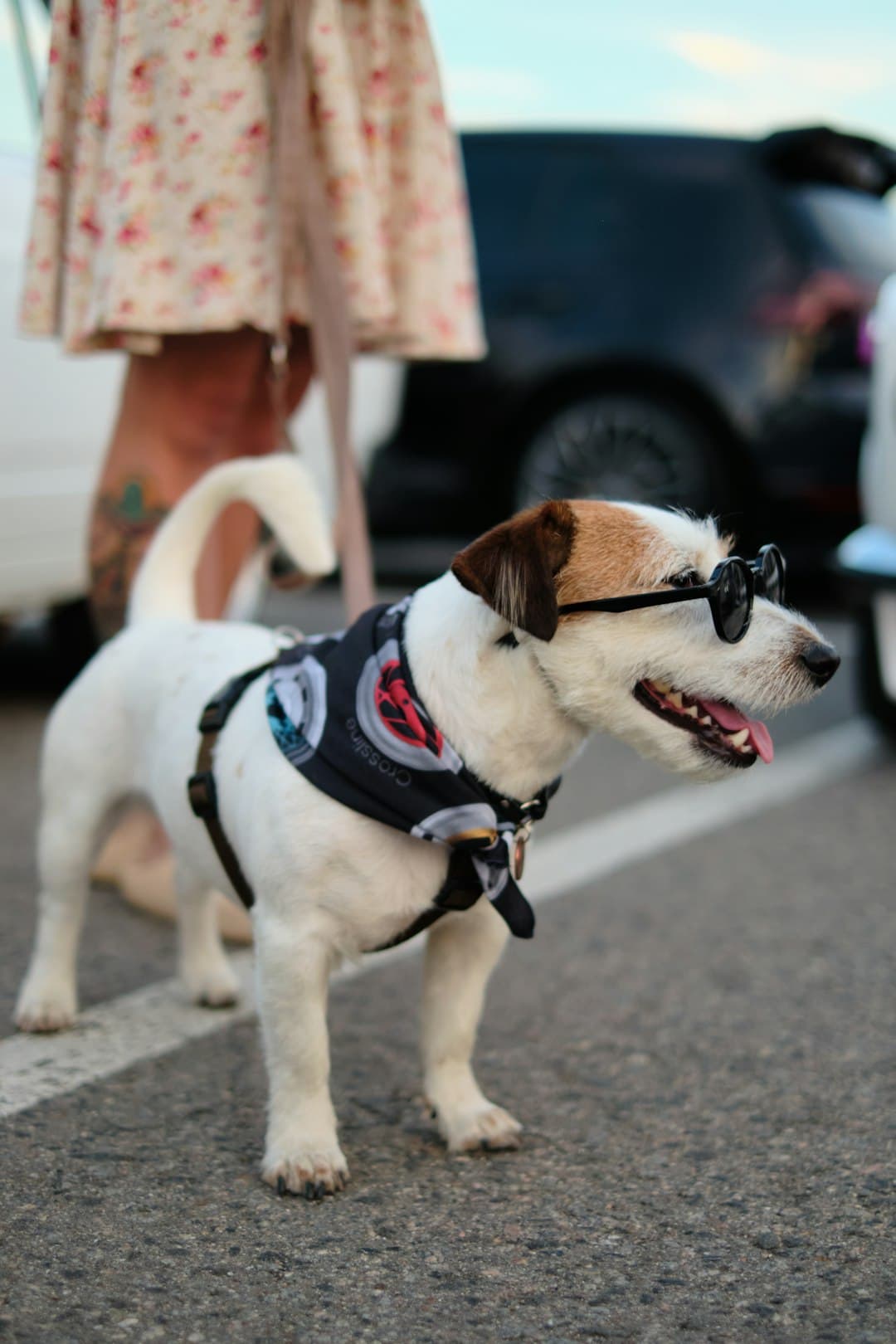 Jack Russell Terrier