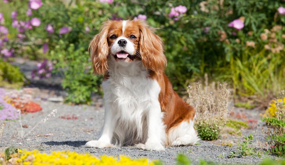 King Charles Spaniel