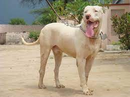Indian Mastiff