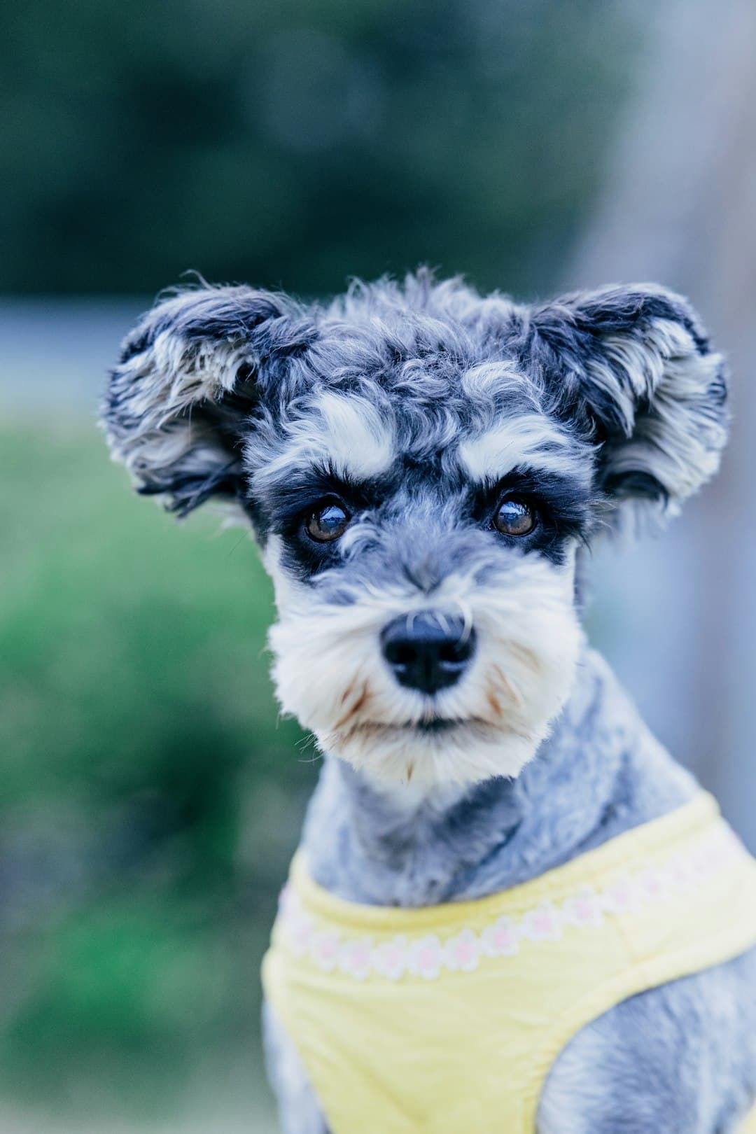 Miniature Schnauzer