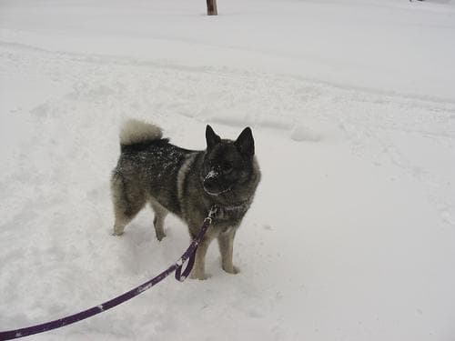 Norwegian Elkhound