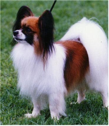 Papillon