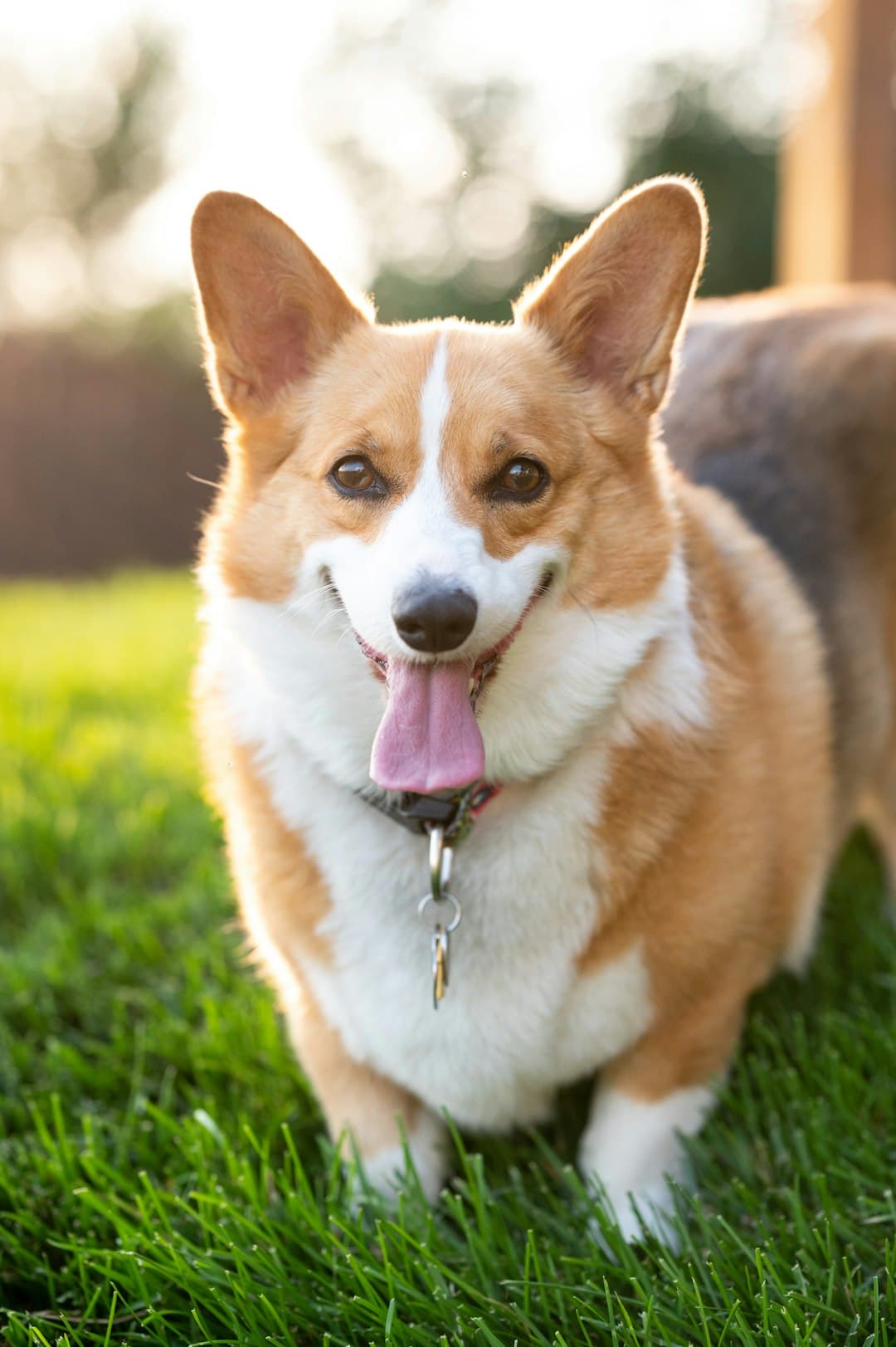 Pembroke Welsh Corgi