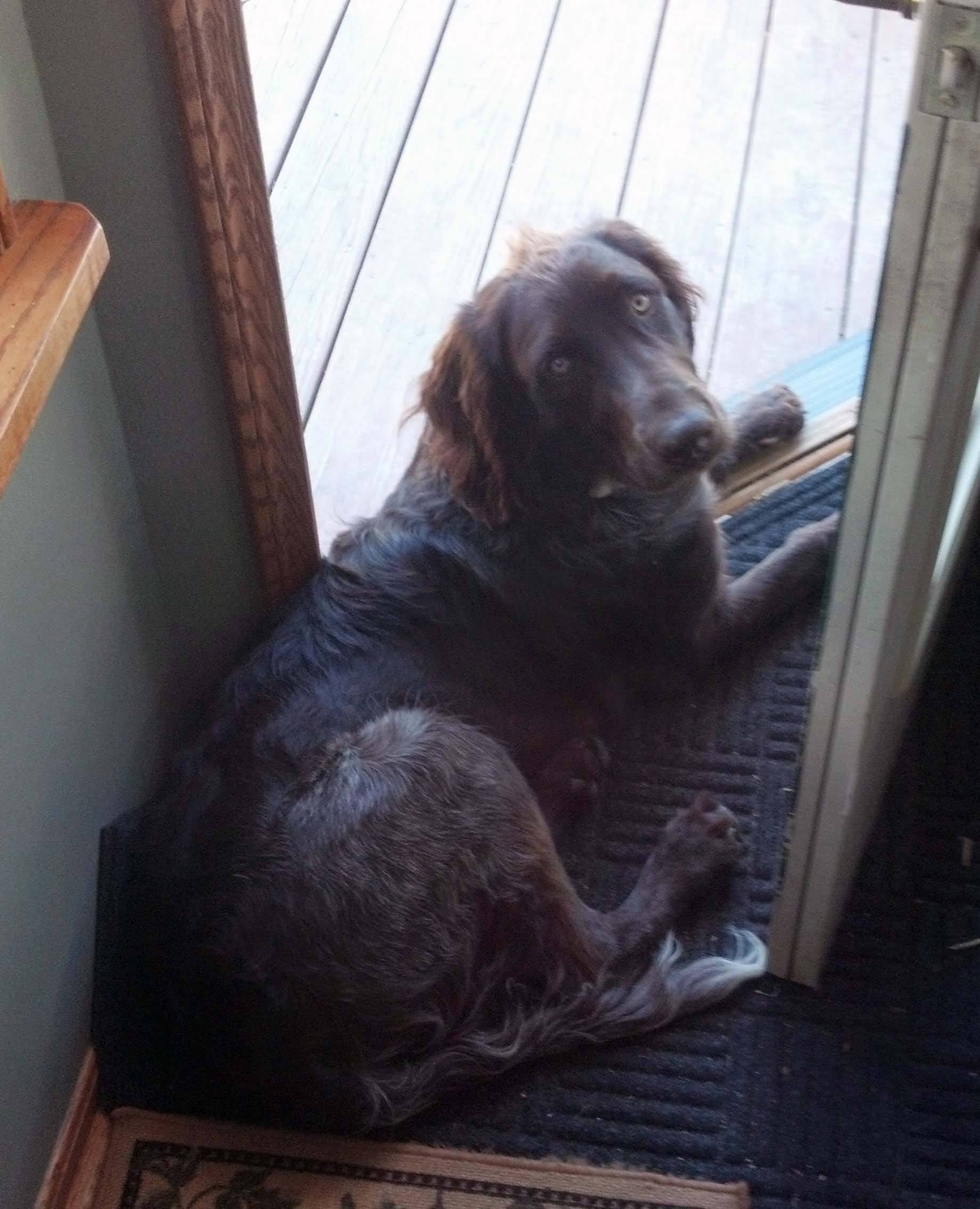 Germanlonghair Pointer