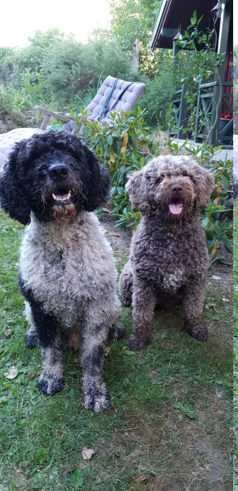 Portuguese Water Dog