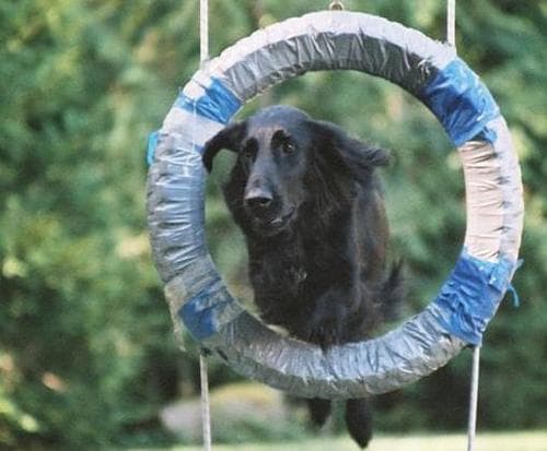 Flatcoated Retriever