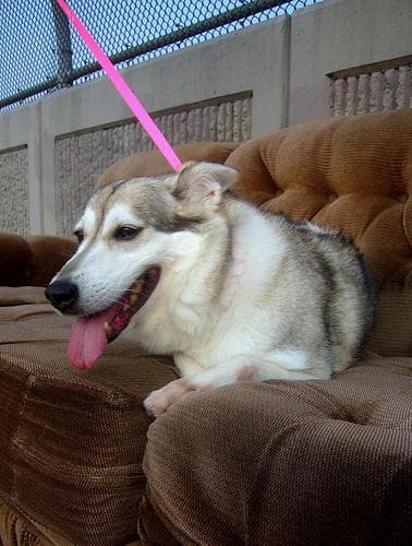 Seppala Siberian Sleddog