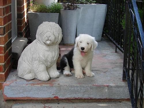 English Sheepdog