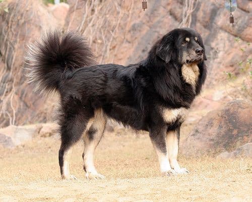 Indian Sheepdog