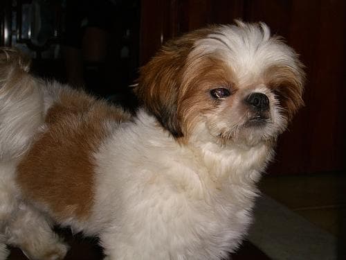 Shihtzu