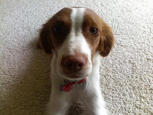 Brittany Spaniel