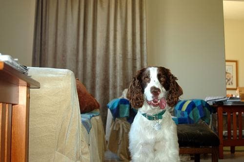 English Springer