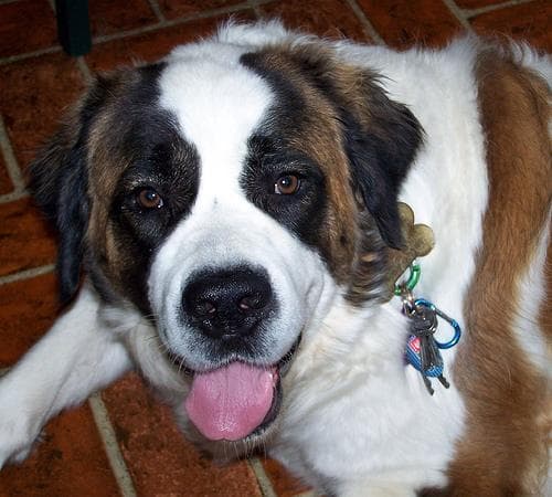 Stbernard