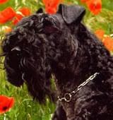 Kerryblue Terrier