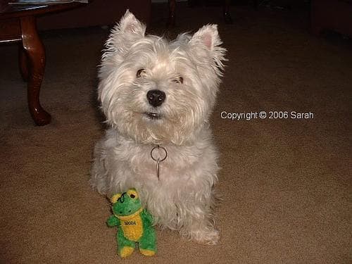 Westhighland Terrier