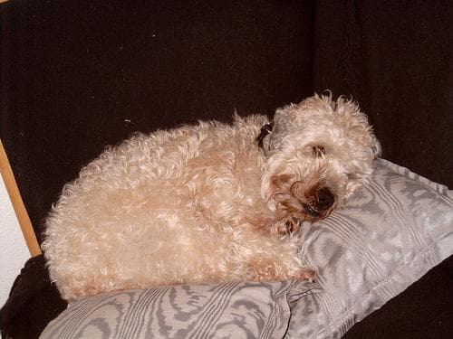 Wheaten Terrier
