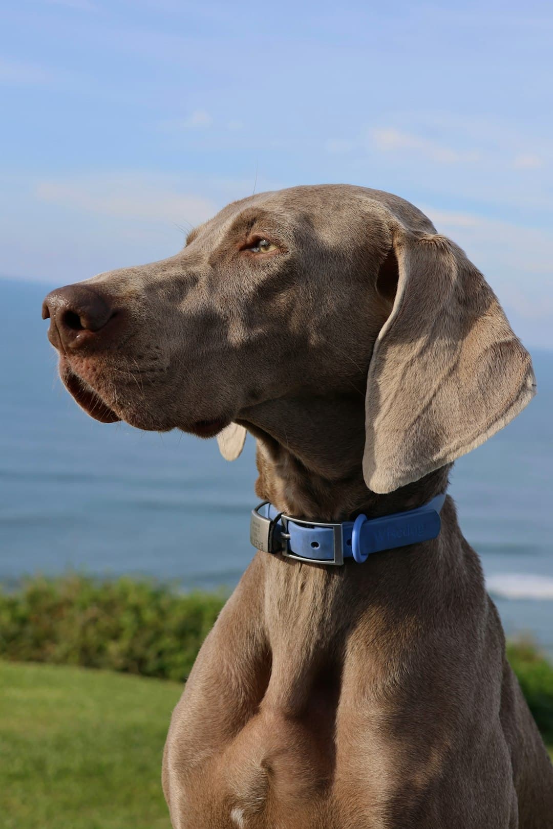 Weimaraner