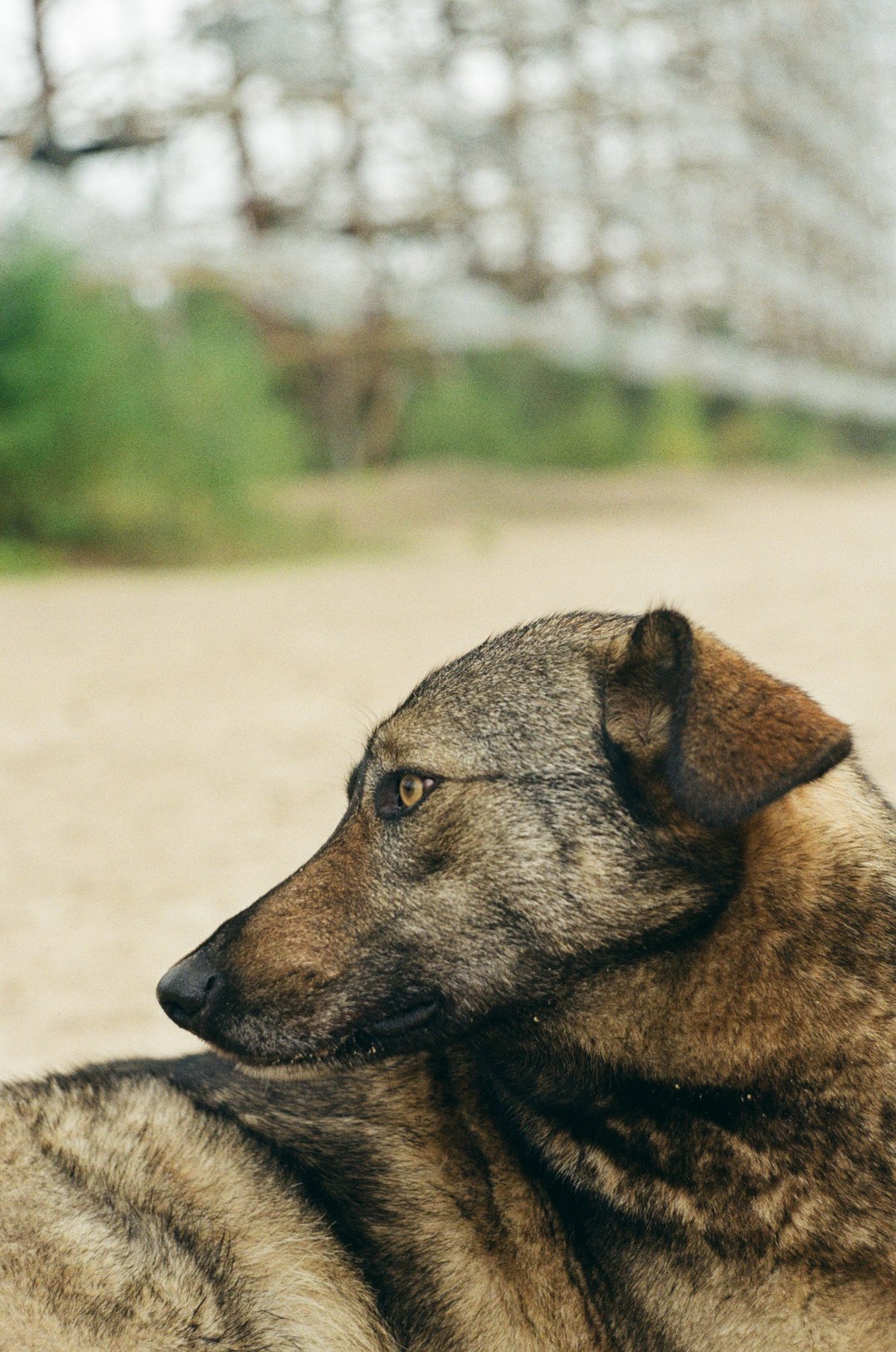 Afghan Hound