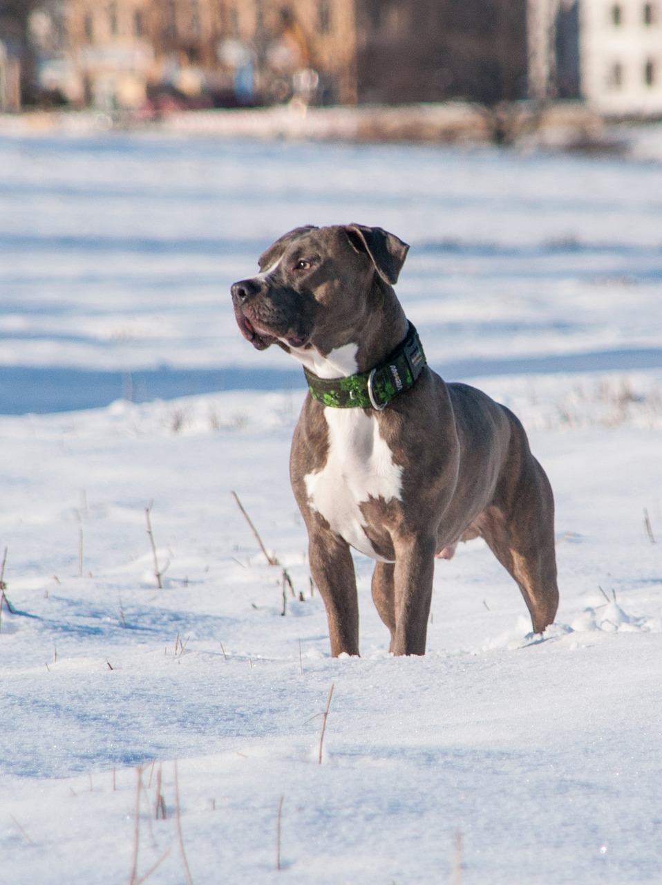 American Pit Bull Terrier