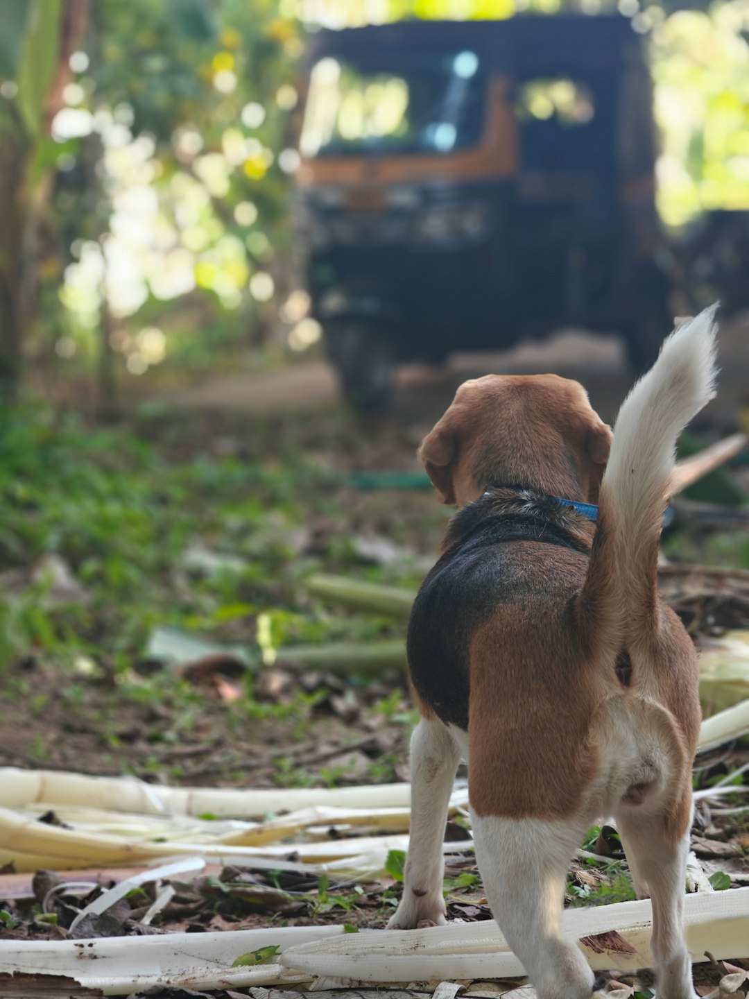 Beagle