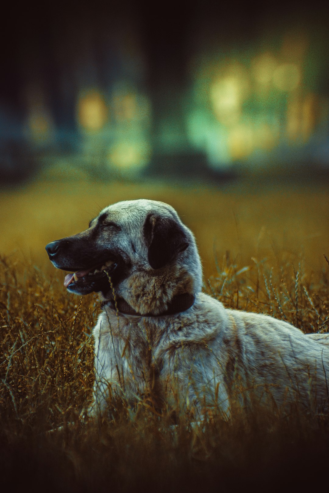 Bloodhound