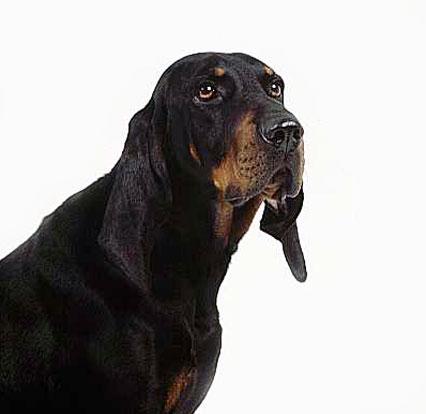 Bluetick Coonhound