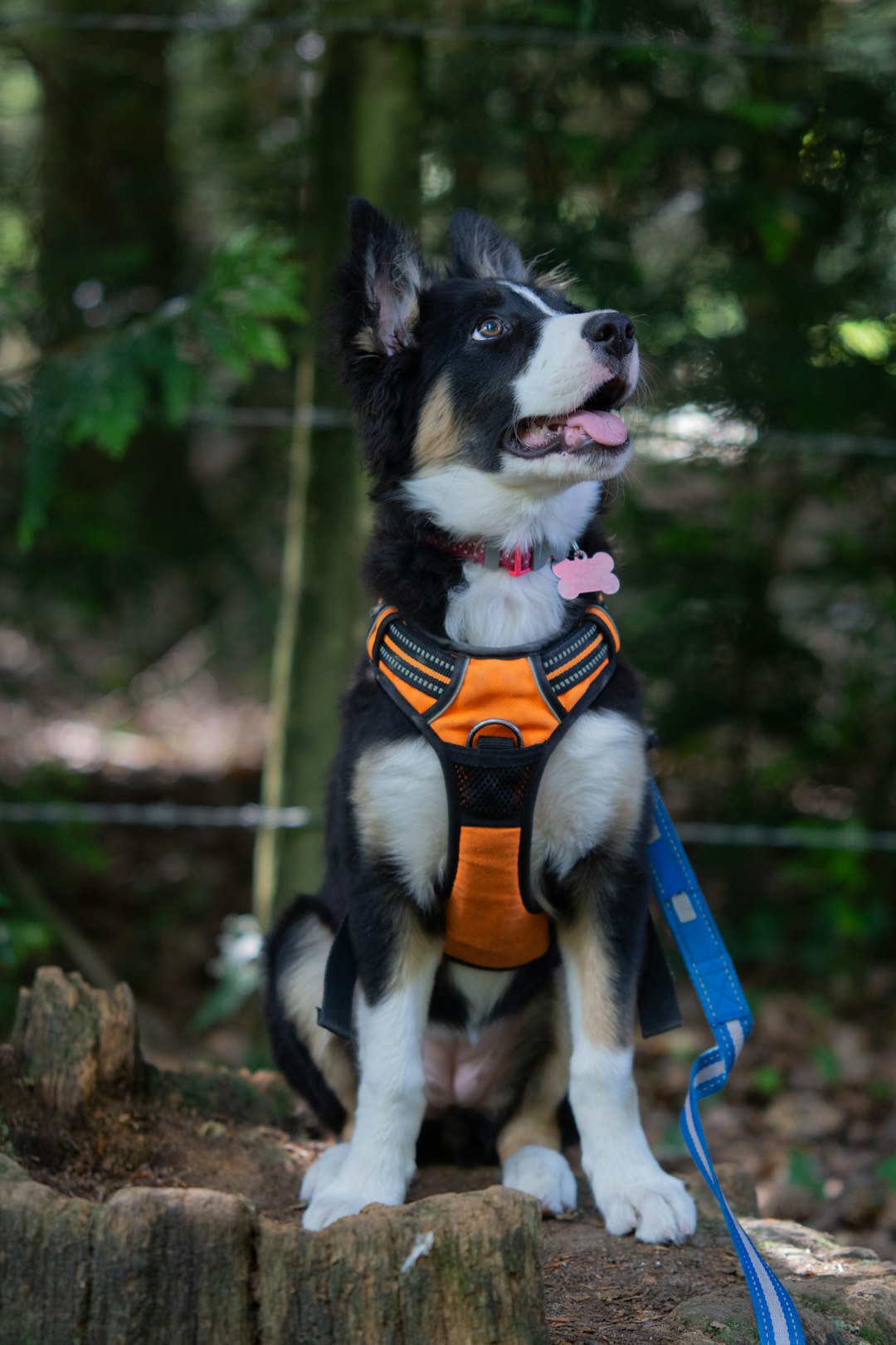 Border Collie