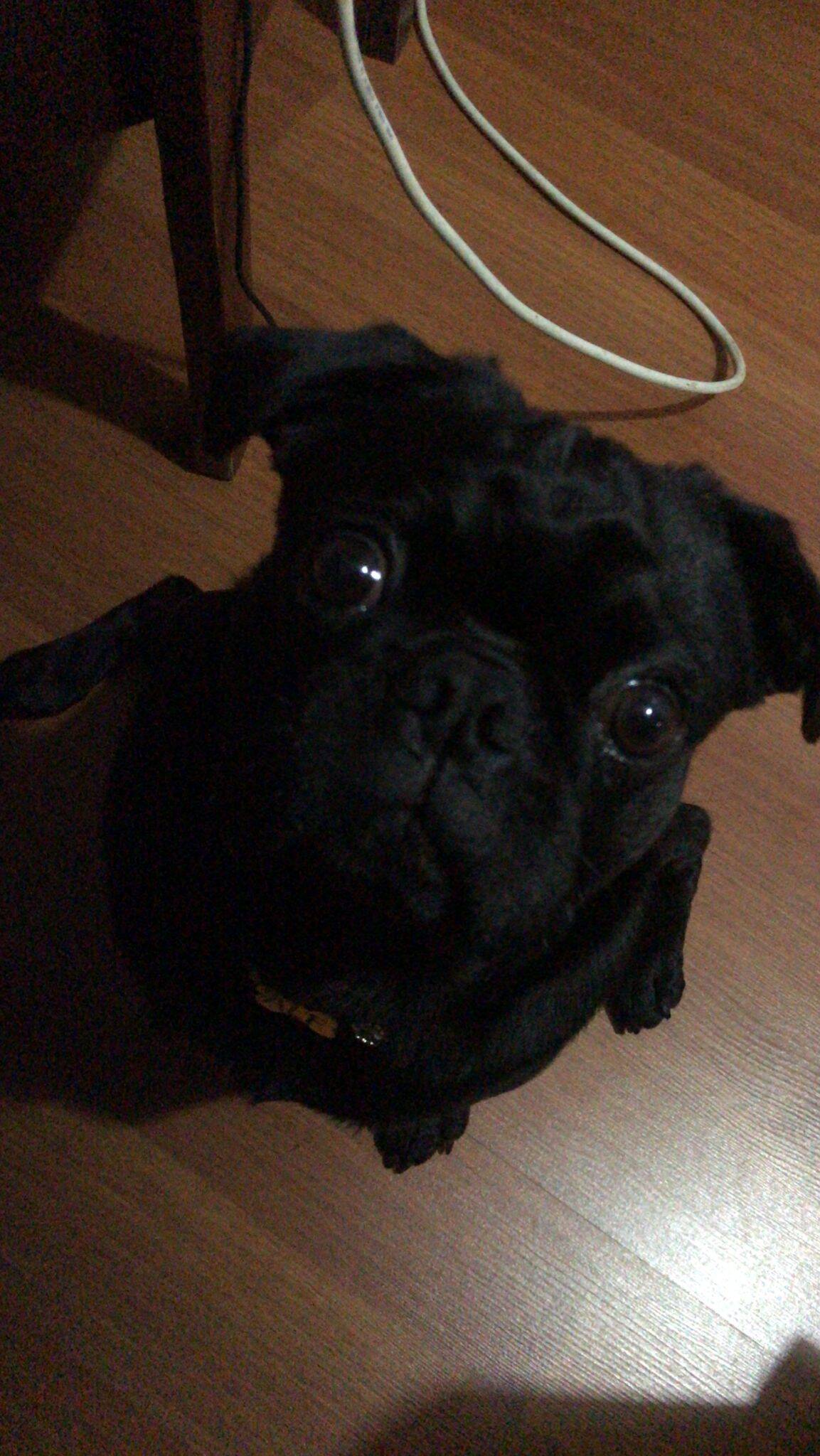 Brussels Griffon