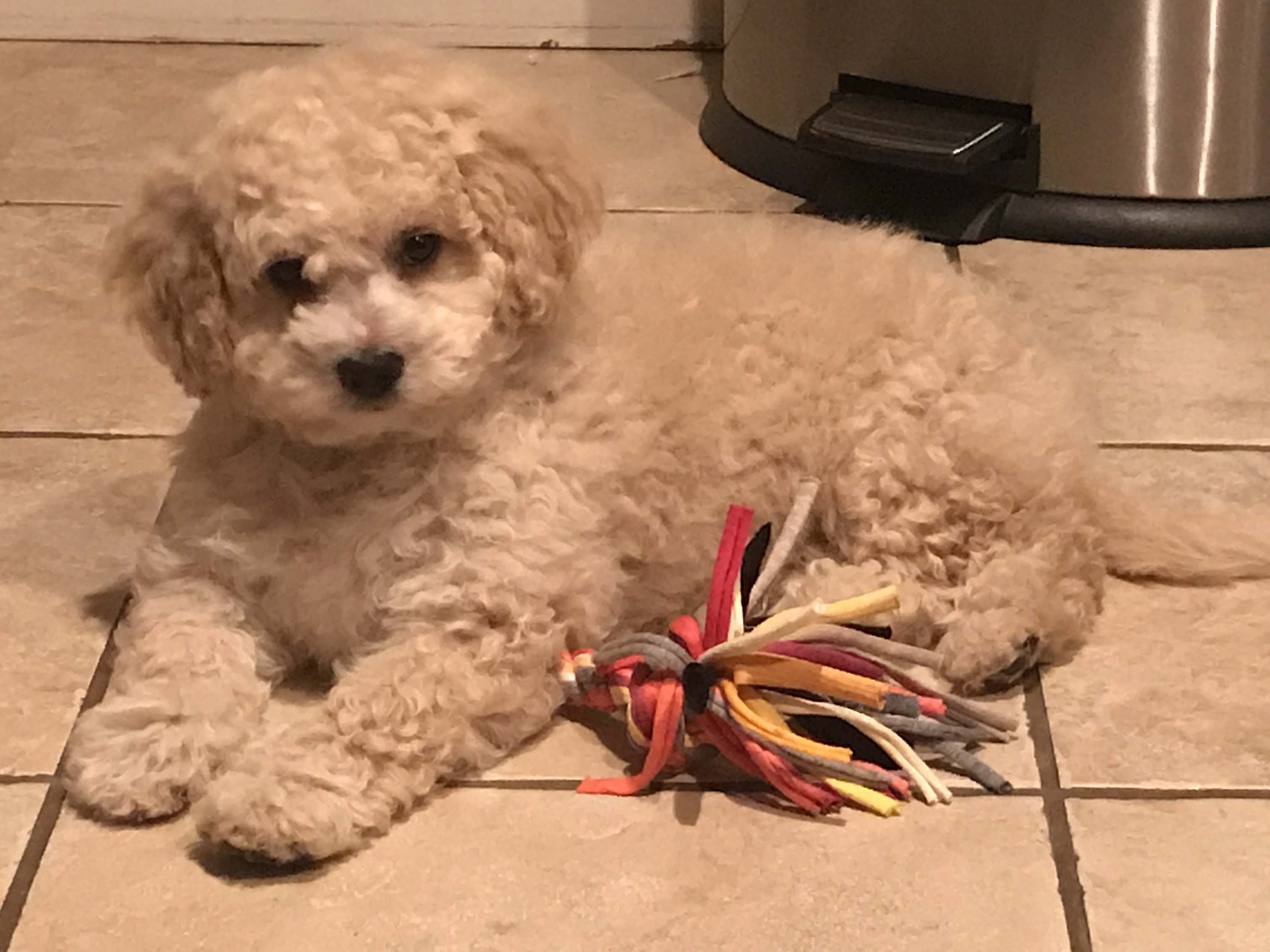 Cavapoo