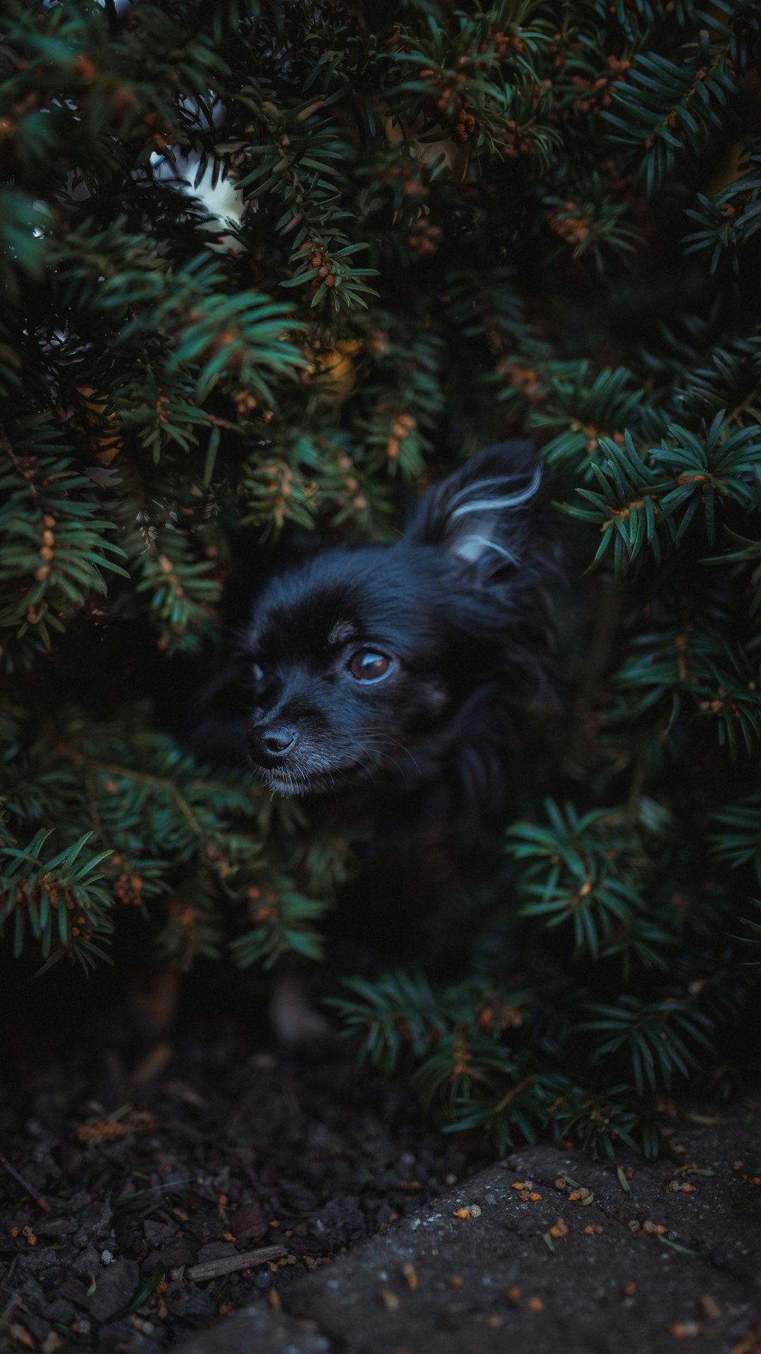 Chihuahua