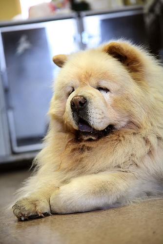 Chow