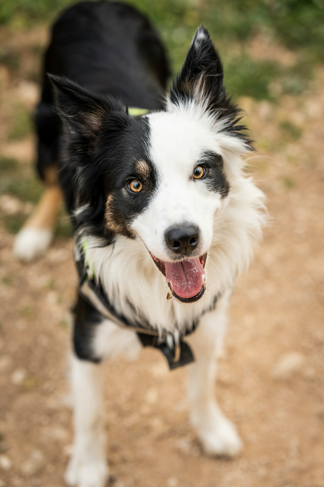 Collie