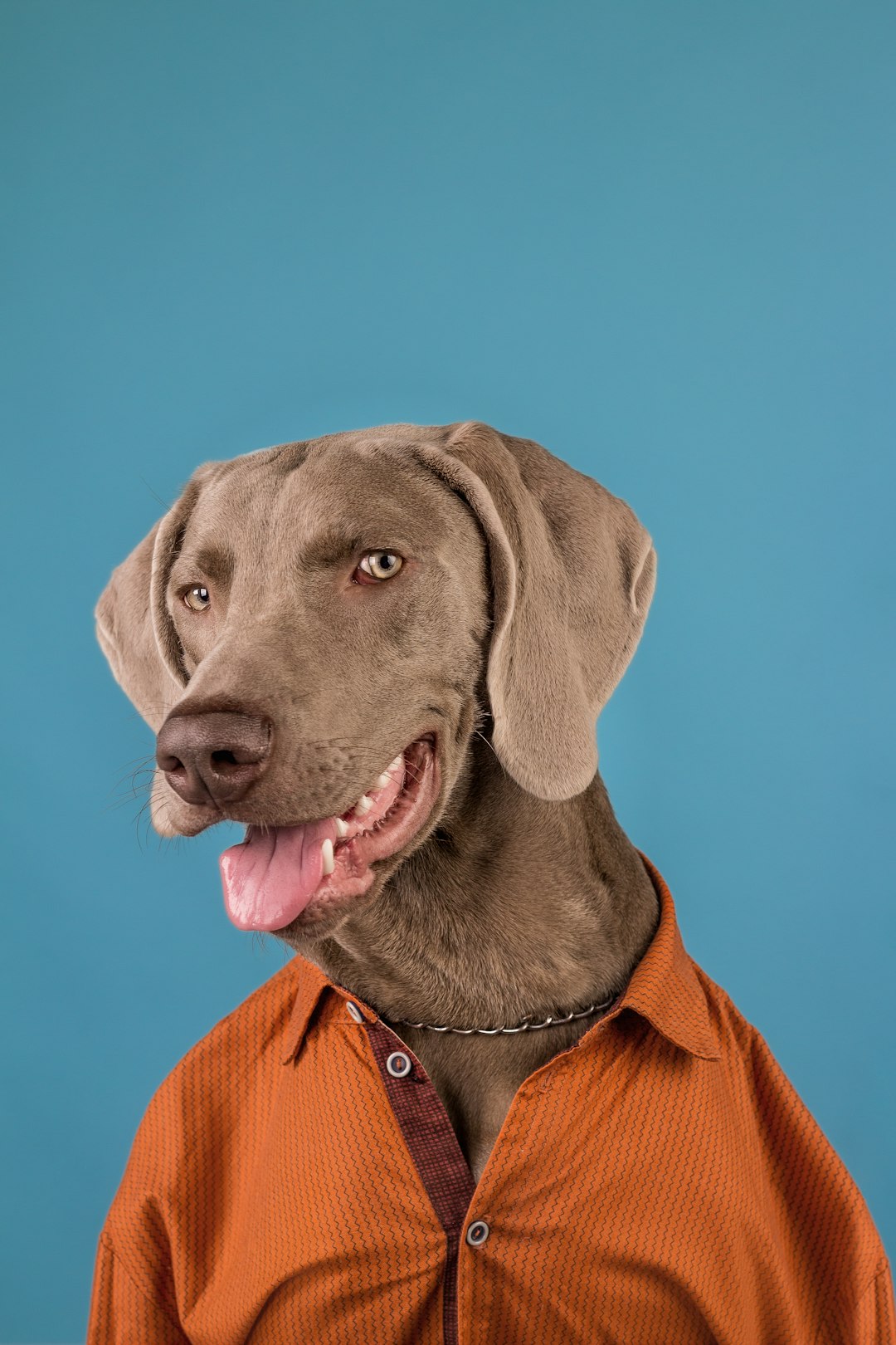 Doberman Pinscher